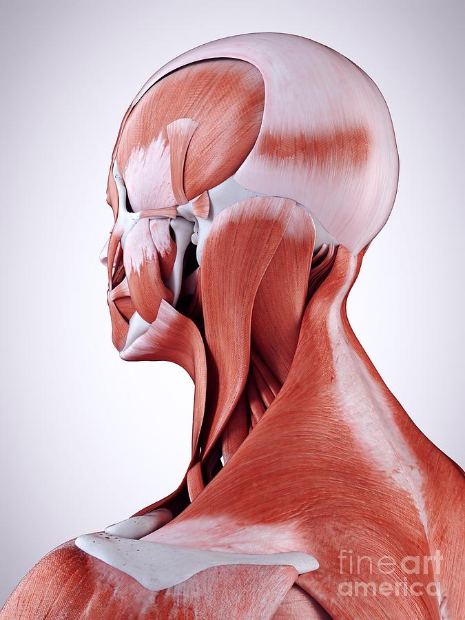 Illustration Of The Neck Muscles Photograph By Sebastian Kaulitzki