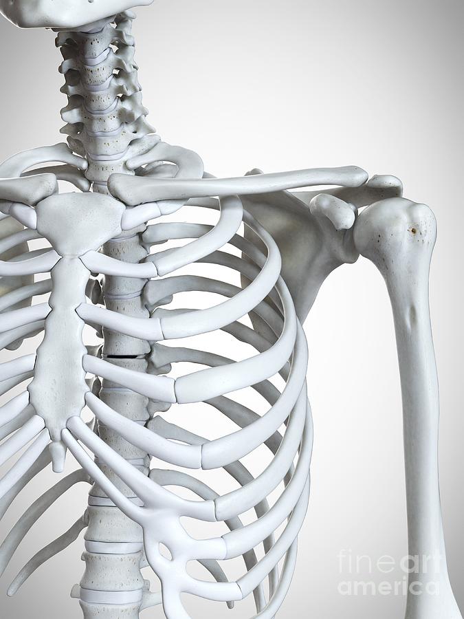 Bones of the shoulder – Meddists