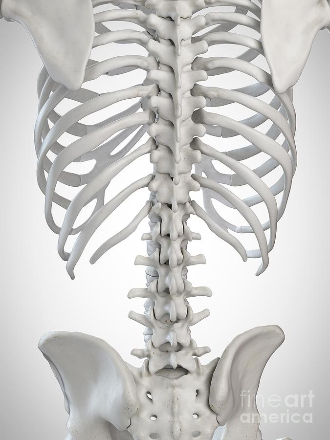 Illustration Of The Skeletal Back Photograph By Sebastian Kaulitzki Science Photo Library Pixels