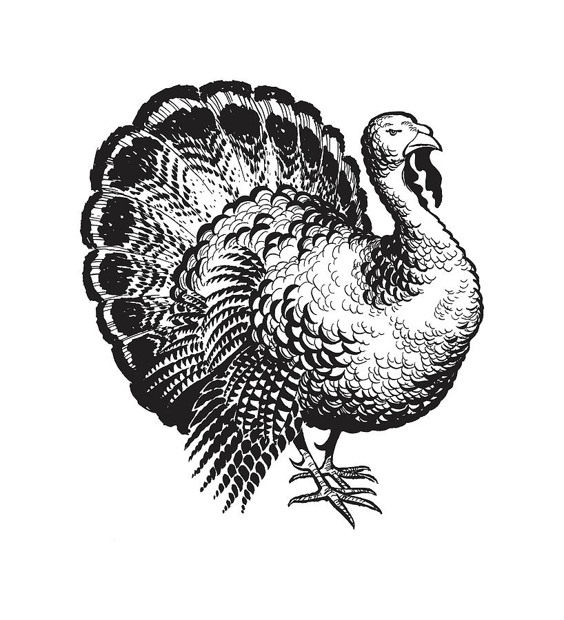 Illustration of turkey Drawing by CSA Images - Fine Art America