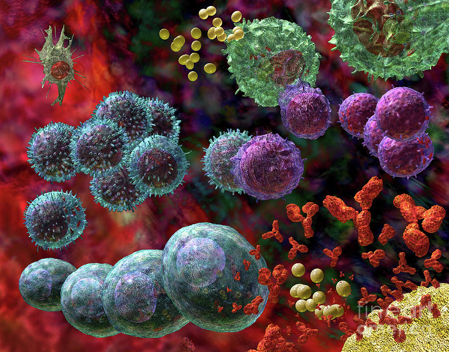 Antibodies Photograph - Immune Response Antibody 4 #2 by Russell Kightley
