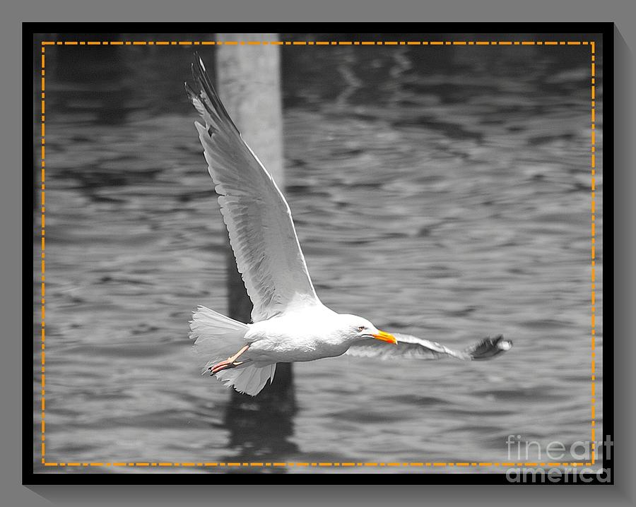 Seagull Photograph - In Flight #2 by Stacey Brooks