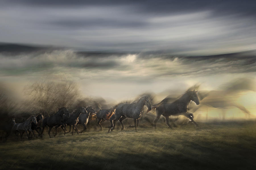 In Gallop #2 Photograph by Milan Malovrh