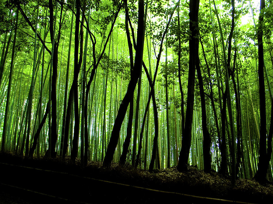 In The Bamboo Grove #2 Photograph by Marser