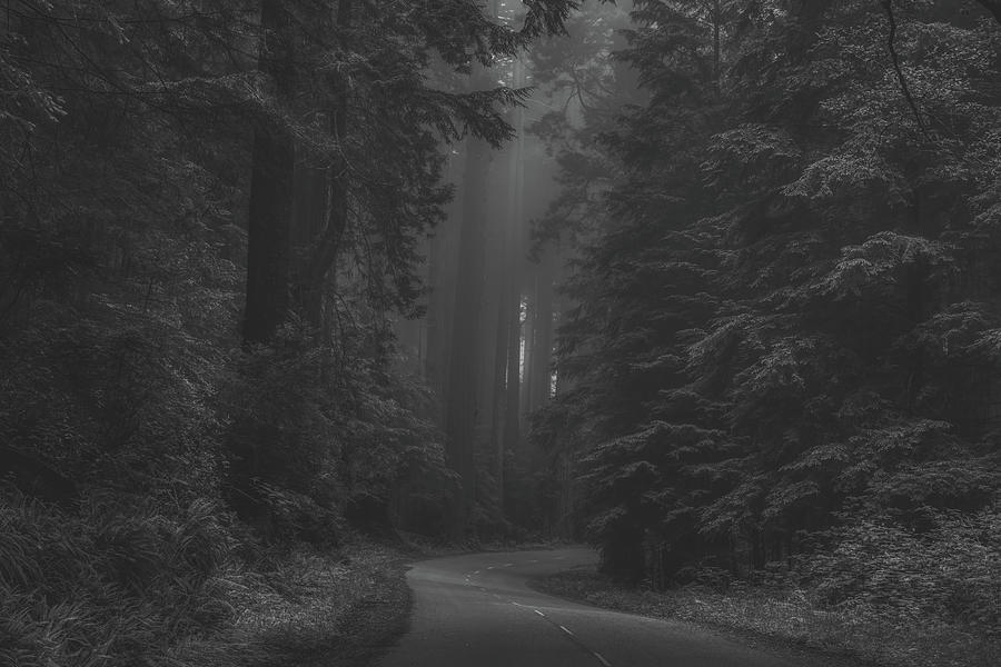 Redwood National Park Photograph - In The California Redwoods #2 by Mountain Dreams