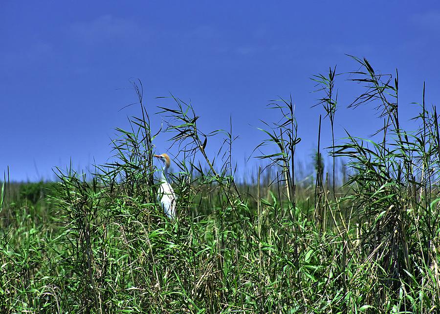 In The Reeds Photograph