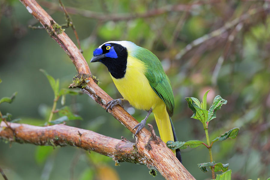 Inca Jay #2 Photograph by Glenn Lahde - Fine Art America