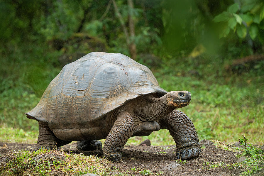 Indefatigable Island Tortoise #2 Photograph by Tui De Roy