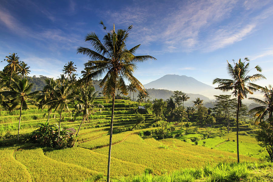 Indonesia, Bali, Rice Fields And Agung Photograph by Michele Falzone Indonesia, Bali, Rice Fields And Agung Photograph by Michele Falzone