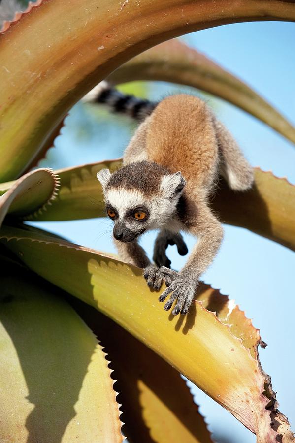 Infant Ring Tailed Lemur Lemur Catta Photograph By Nick Garbutt Fine Art America 