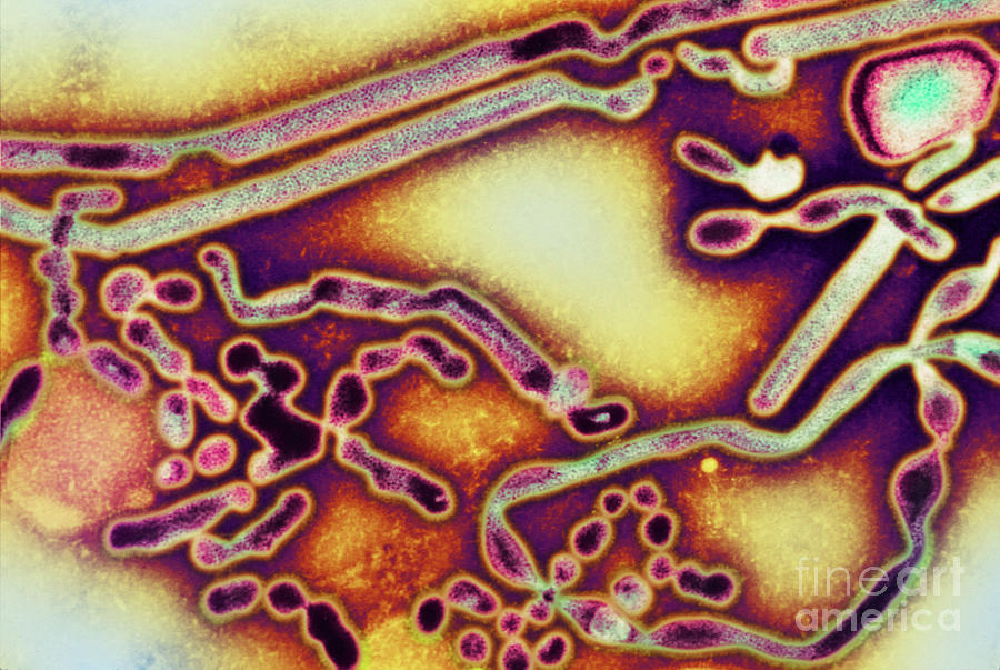 Influenza A Viruses #2 Photograph by Cdc/science Photo Library
