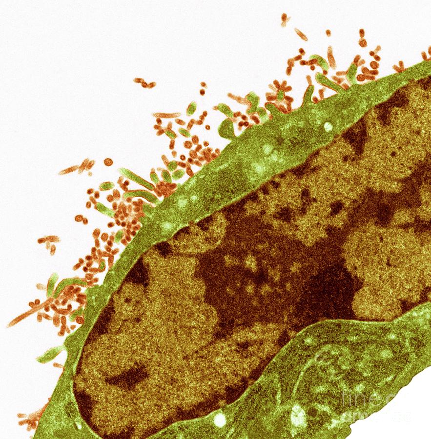Influenza Virus #2 Photograph by Steve Gschmeissner/science Photo Library