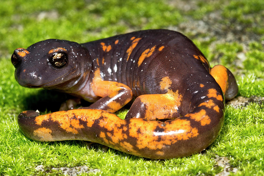 Intergrade Ensatina Salamander #2 Photograph by Dante Fenolio