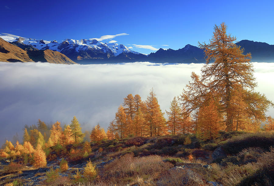 Italy, Aosta Valley, Aosta District, Valle Dayas, Antagnod, Alps, Monte Rosa, Area Between Barmasc And Monte Zerbion, Autumnal Larch Woods & Monte Rosa Group #2 Digital Art by Davide Carlo Cenadelli