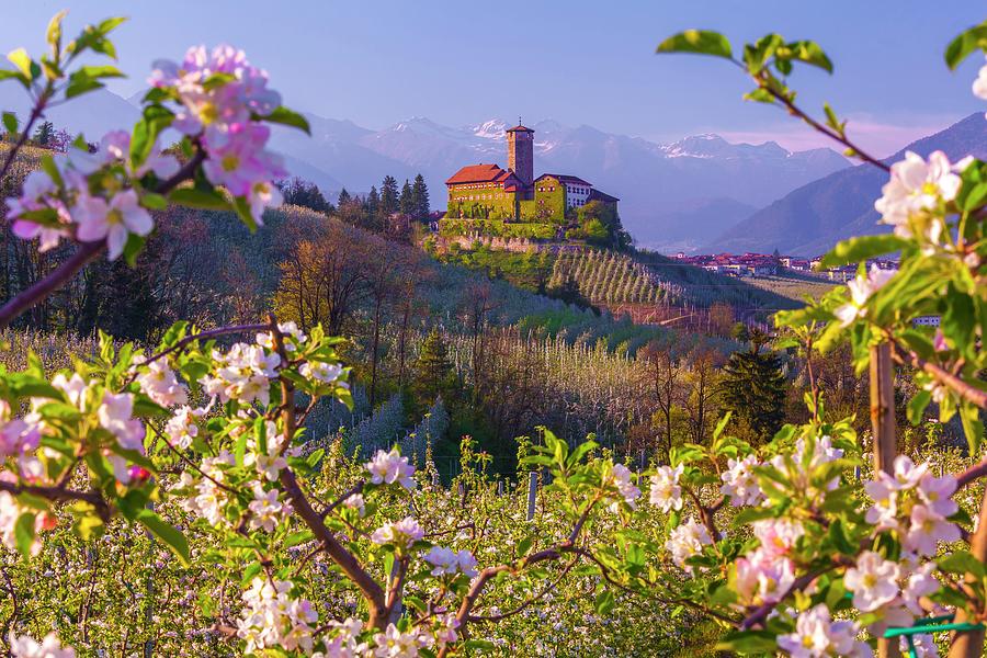 Italy, Trentino-alto Adige, Alps, Trento District, Trentino, Val Di Non, Tassullo, Castel Valer And Apple Trees In Spring #2 Digital Art by Olimpio Fantuz