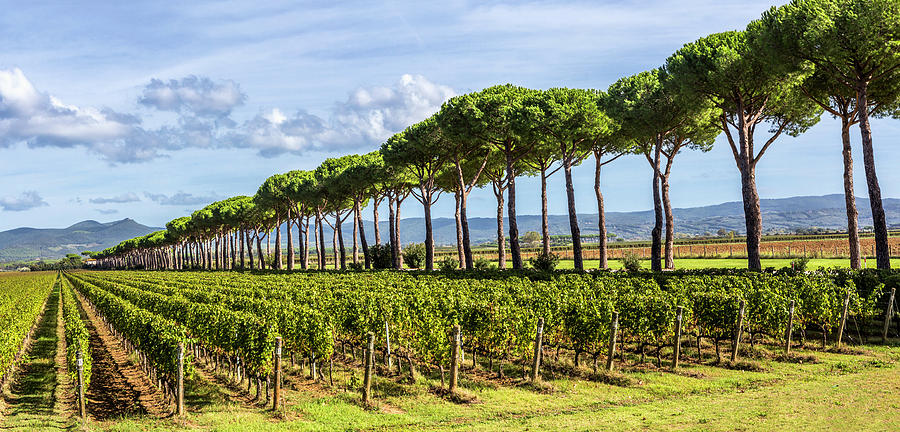 Italy, Tuscany, Livorno District, Castagneto Carducci, Bolgheri Wine Area, Typical Landscape With Vineyards And Maritime Pines #2 Digital Art by Massimo Borchi