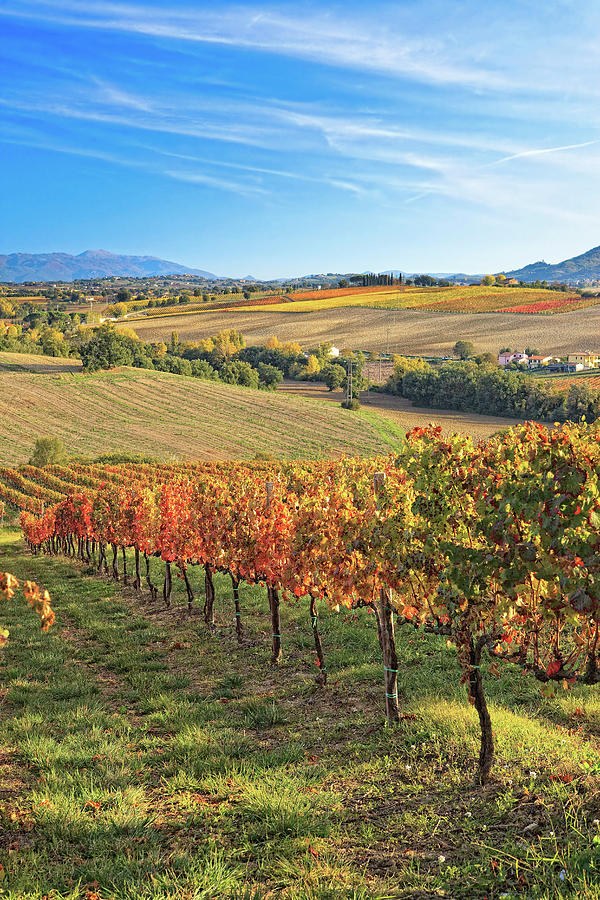Italy, Umbria, Perugia District, Sagrantino Wine Road, Autumnal Vineyards Near Montefalco #2 Digital Art by Maurizio Rellini