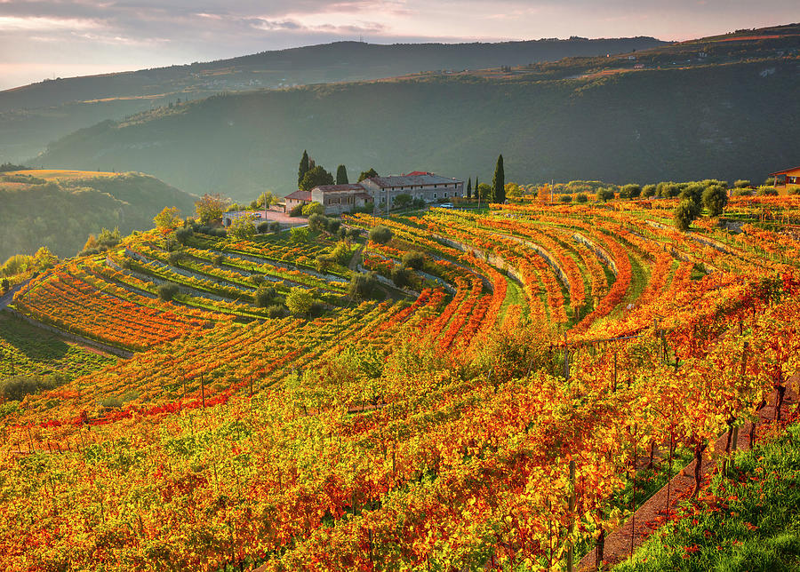 Italy, Veneto, Verona District, Valpolicella, Fumane, Typical Landscape, Vineyards #2 Digital Art by Olimpio Fantuz