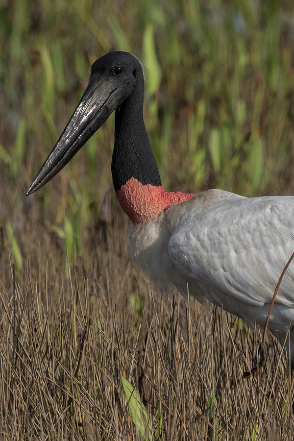 Jabiru Mycteria, The Jabiru Is Belize's Photograph by Caren Brinkema ...