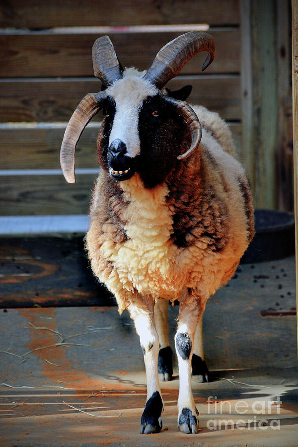 Jacob Sheep Photograph