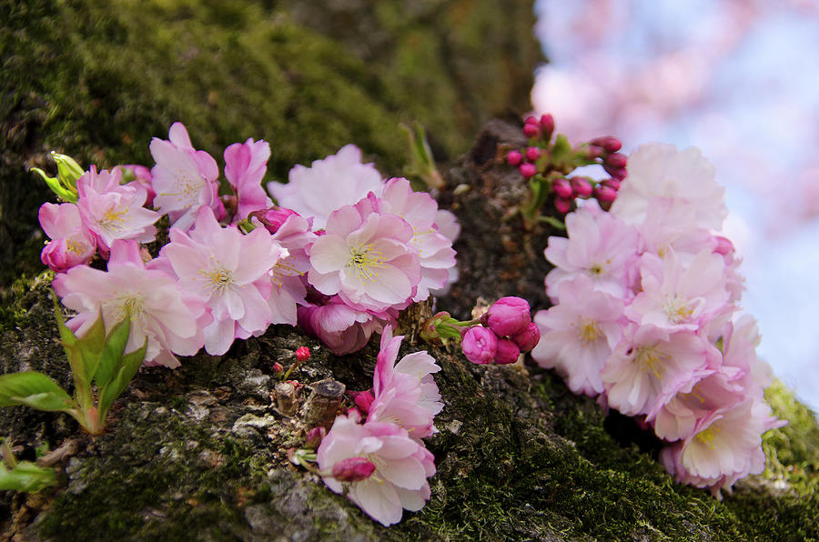 Japanese Flowering Cherry, Prunus Serrulata, Germany, Europe #2 Photograph by Foto Herzig