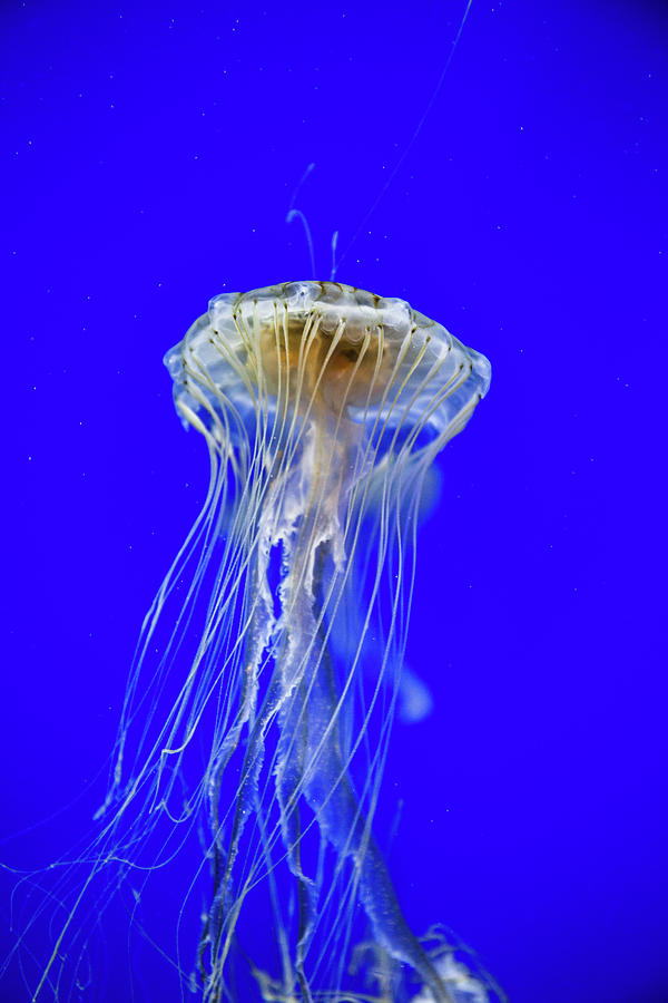Japanese Jellyfish #2 Photograph by Kenny Thomas