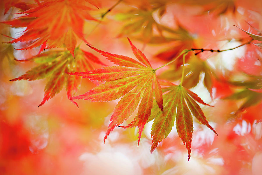 Japanese Maple Leaves #2 Photograph by Jacky Parker Photography