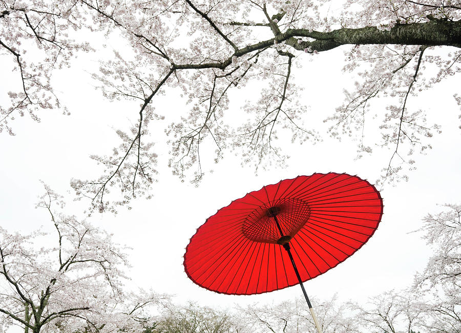 Japanese Umbrella Photograph by Ooyoo - Fine Art America