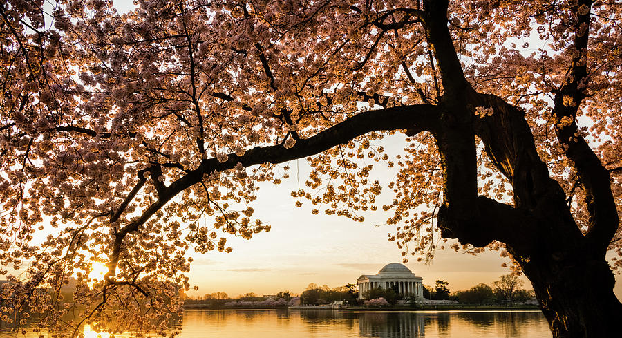Jefferson Memorial Framed By Cherry #2 Photograph by Ogphoto