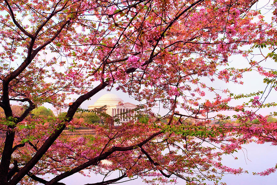 Jefferson Memorial, Washington Dc #2 Digital Art by Claudia Uripos