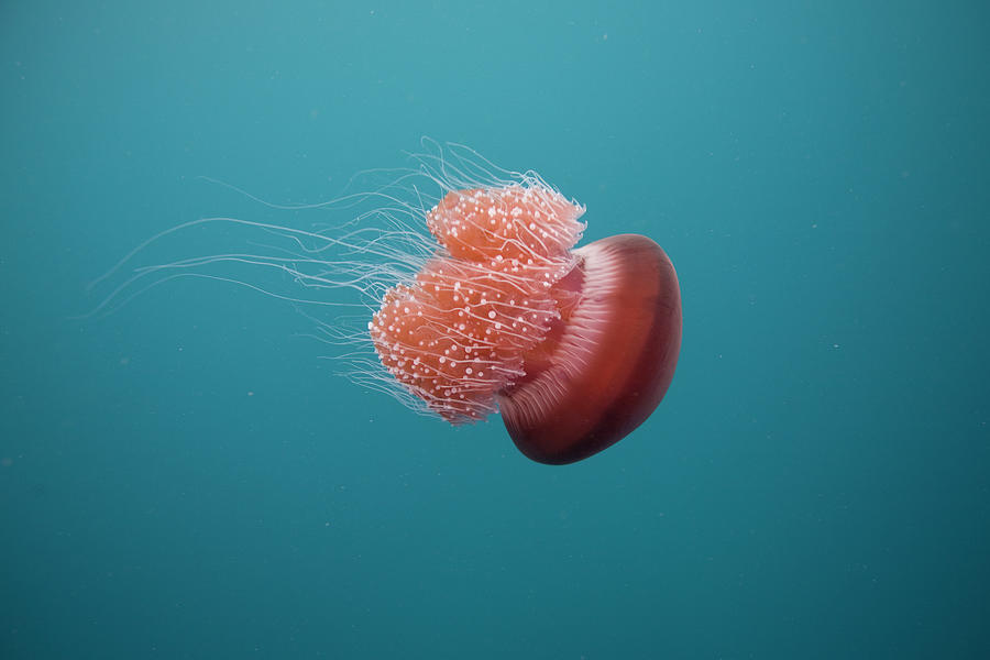 Jelly Fish Photograph by Scott Portelli