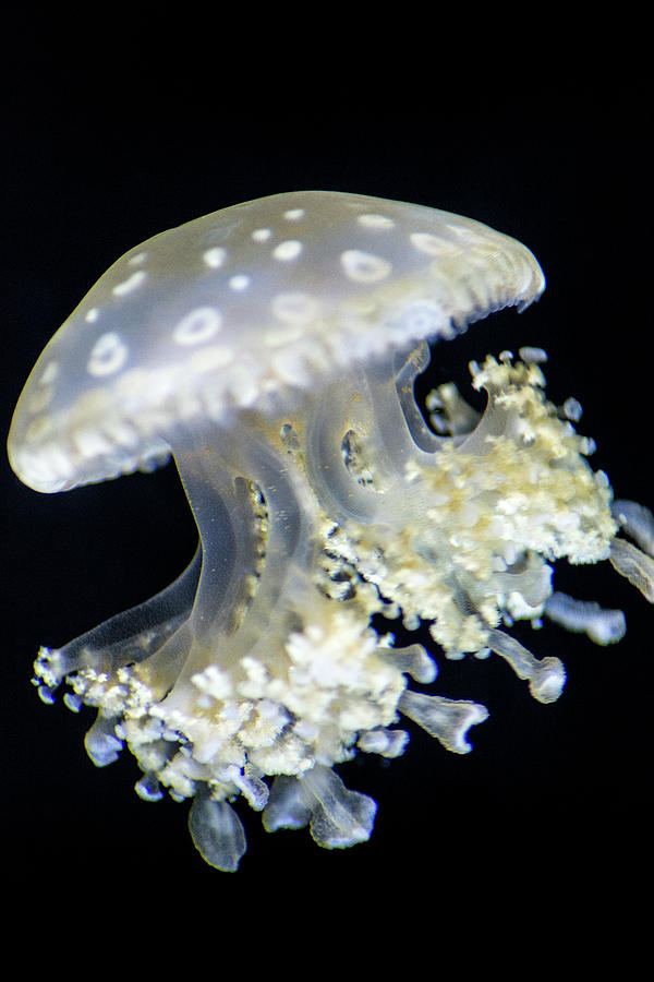 Jellyfish #2 Photograph by Don Johnson