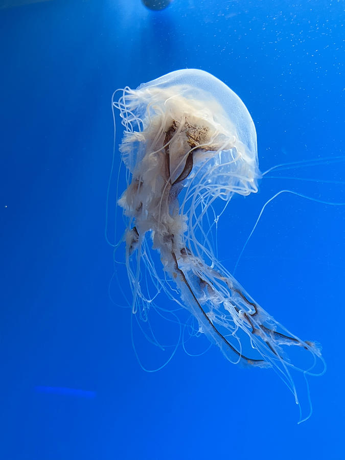 Jellyfish Photograph by Matt | Fine Art America