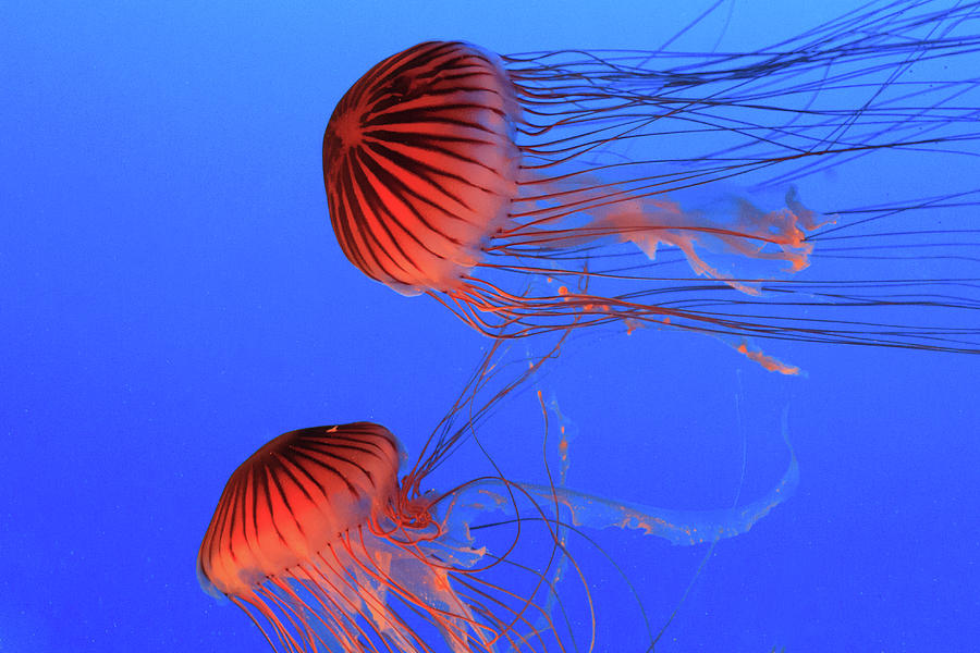 Jellyfish Swimming by Glenn Lahde