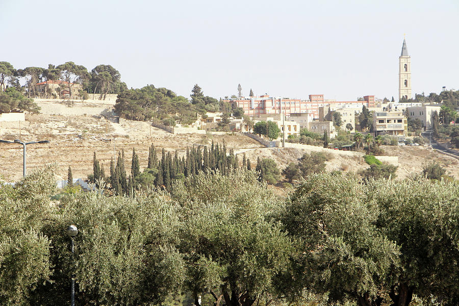 Jerusalem Olive Trees #2 Photograph by Munir Alawi