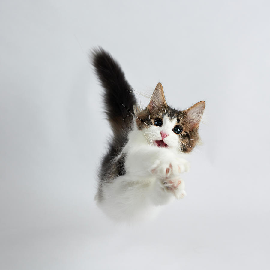Jumping Kitten #2 Photograph by Ryuichi Miyazaki