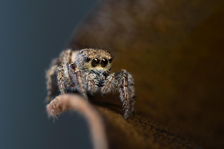 Jumping Spider #2 Photograph by Ivy Deng