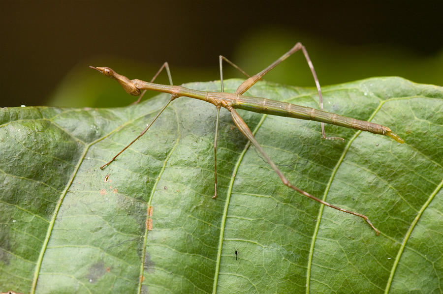 Jumping Stick Photograph by Michael Lustbader - Fine Art America