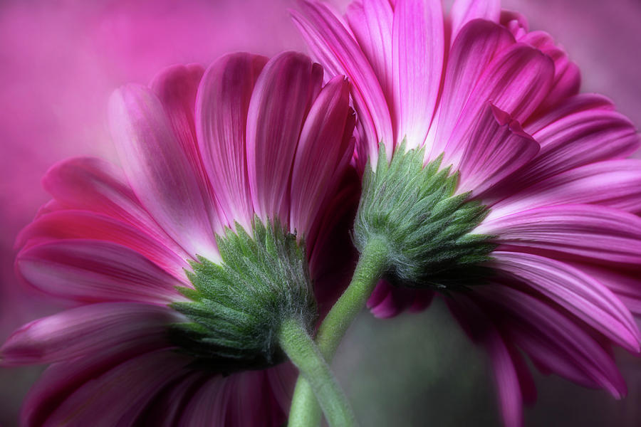 Just The Two Of Us by Cyndy Doty Just The Two Of Us by Cyndy Doty