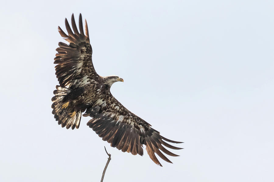 Juvenile Bald Eagle In Flight