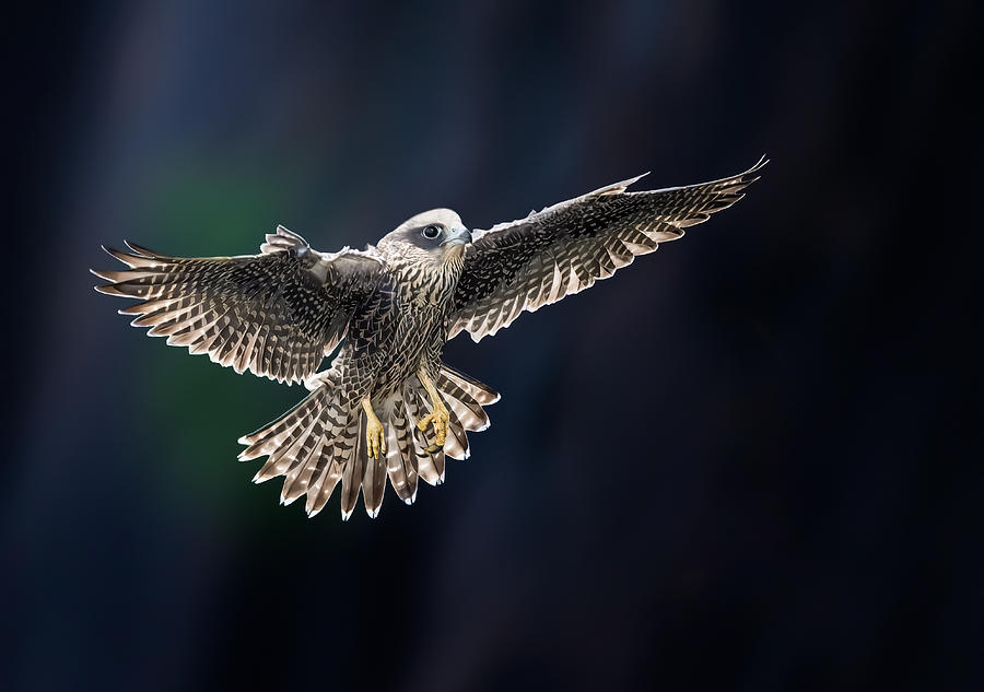 Falcon Photograph - Juvenile Falcon #2 by Tao Huang