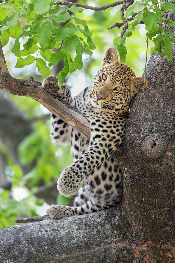 Juvenile Leopard In Tree #2 Photograph by Suzi Eszterhas
