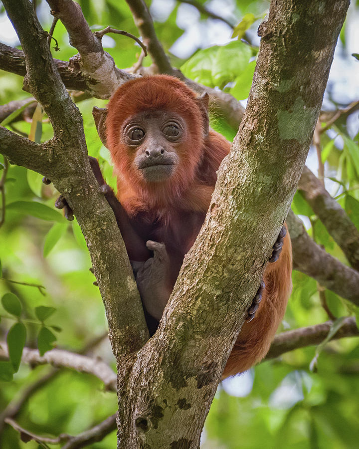 Juvenile Red Howler Monkey La Palmita Casanare Colombia #2 Photograph by Adam Rainoff