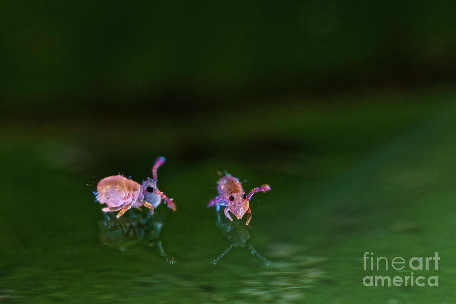 Juvenile Springtail On Water #2 Photograph by Philippe Lebeaux/science Photo Library