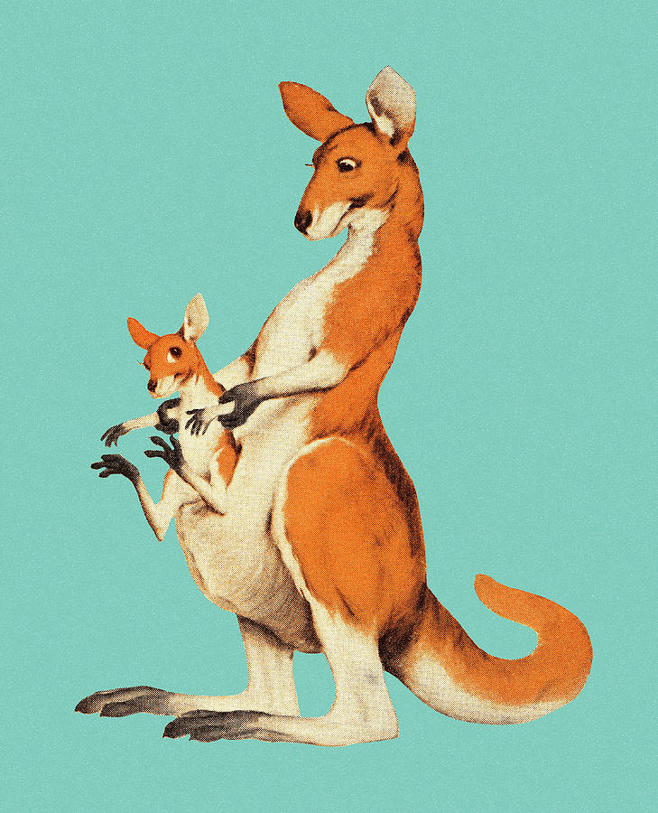 Vintage Drawing - Kangaroo and Joey #2 by CSA Images