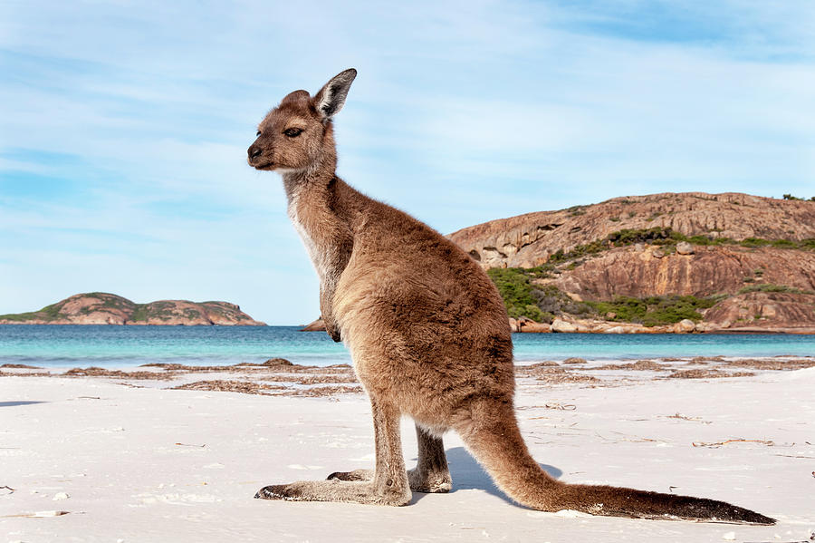 Kangaroo on the beach Australia Pyrography by Franco Schettini | Fine ...