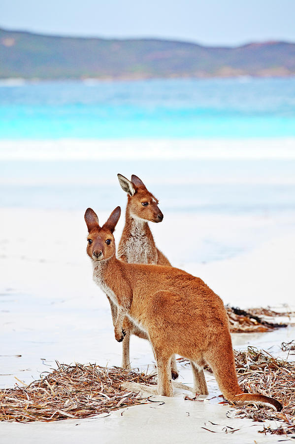 Kangaroos On Beach, Esperance #2 Photograph by John W Banagan