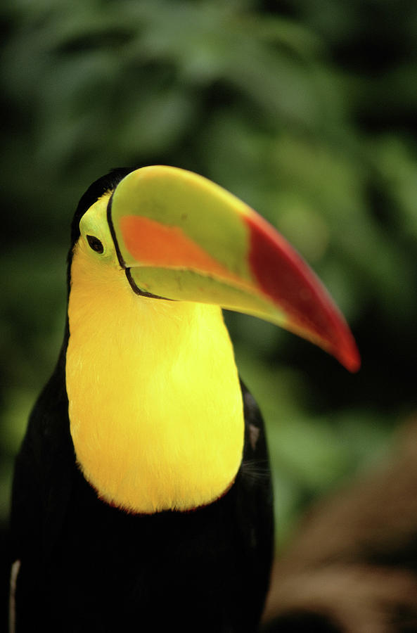 Keel-billed Toucan Ramphastos #2 Photograph by Art Wolfe