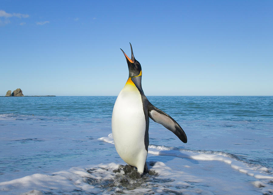 King Penguin Aptenodytes Patagonicus by Eastcott Momatiuk