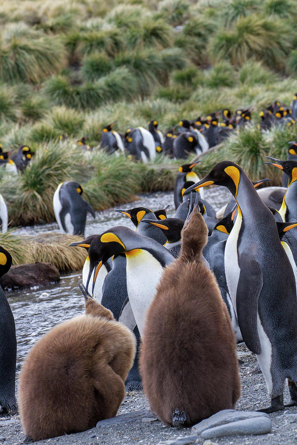 Wildlife Photograph - King Penguin Rookery On Gold Harbor #2 by Tom Norring